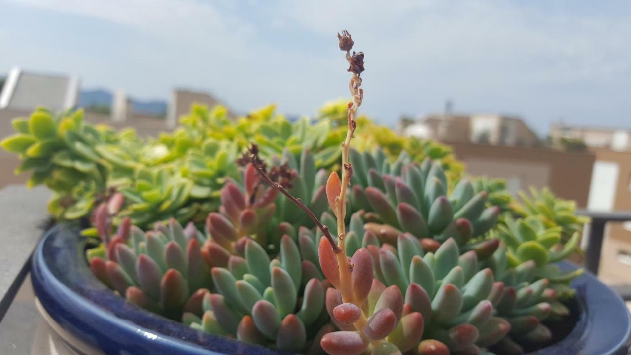 זאדאר Apartment Garden Terrace מראה חיצוני תמונה